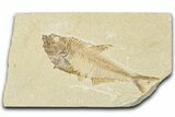 Detailed Fossil Fish (Diplomystus) - Wyoming #354066-1